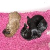  - Musette du Pic d'Arbizon a donné naissance à 3 chiots : 1 M et 2 F