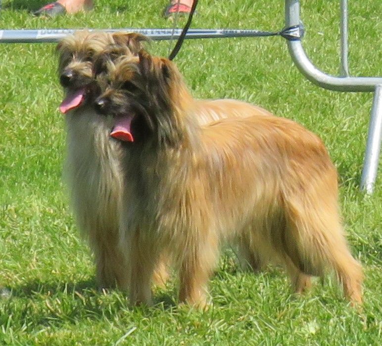 De la fontaine des schlitteurs - Tourbe a réussi son NHAT (Natural Herding Aptitude Test)