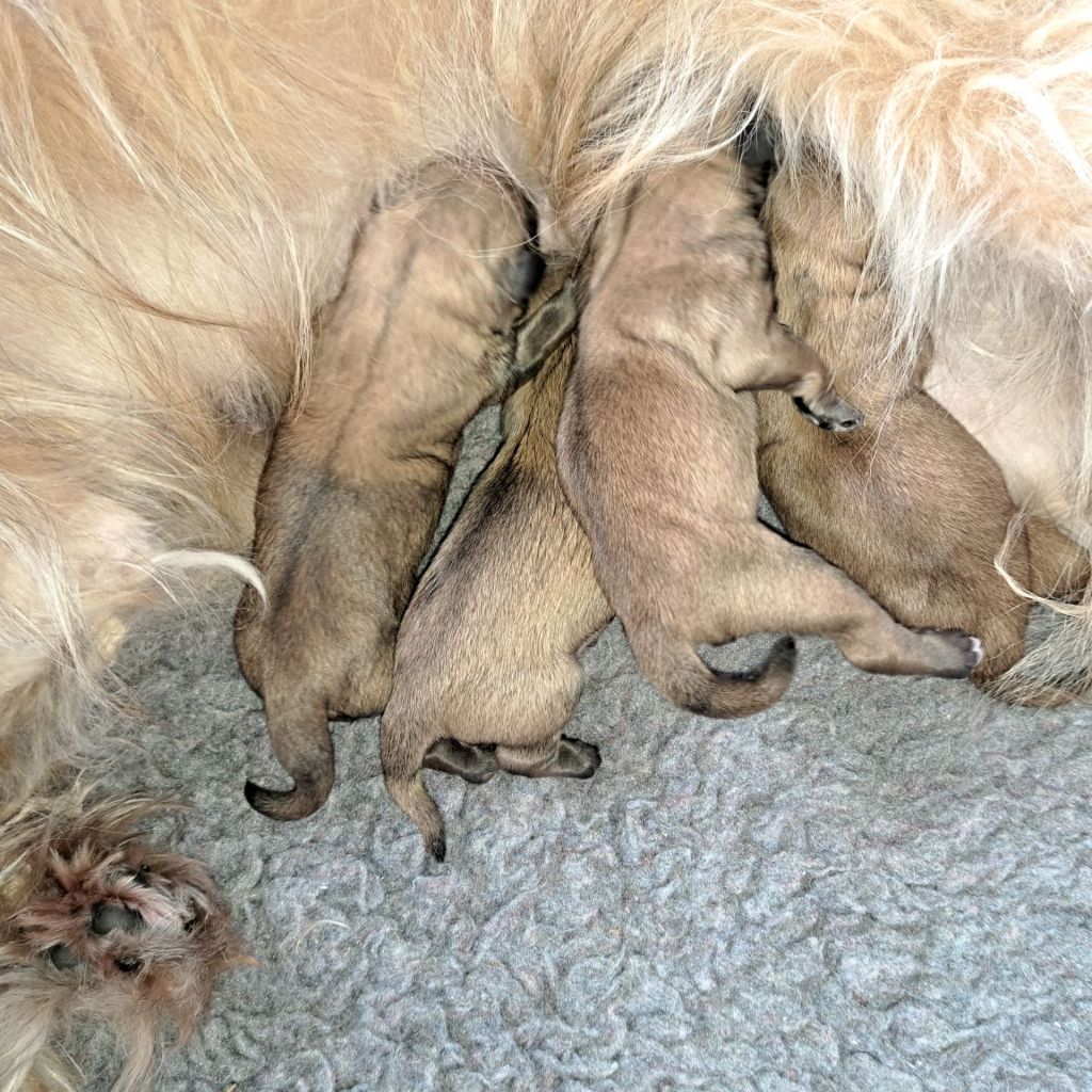 chiot Berger des Pyrenees à poil long De la fontaine des schlitteurs