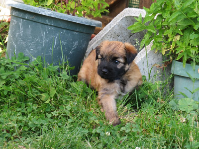 CHIOT 2 mâle collier bleu foncé