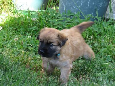 CHIOT 1 collier bleu ciel