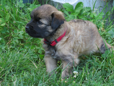 CHIOT 5 collier rouge