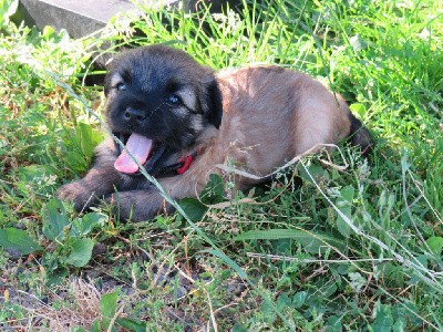 CHIOT 5 collier rouge