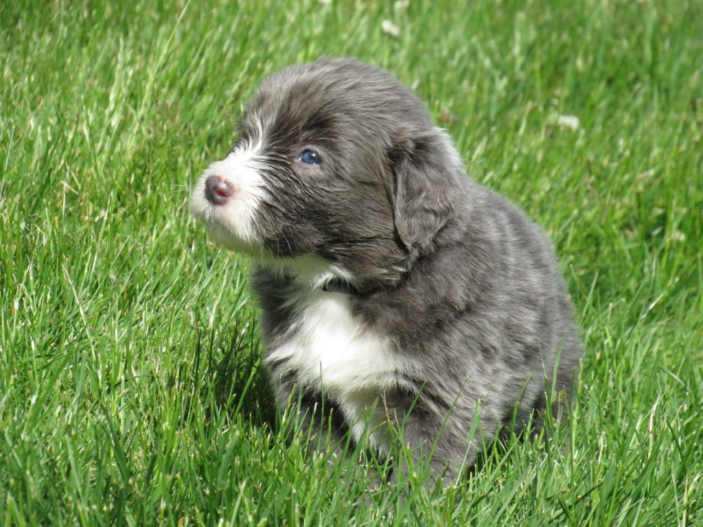 De la fontaine des schlitteurs - Chiots disponibles - Bearded Collie