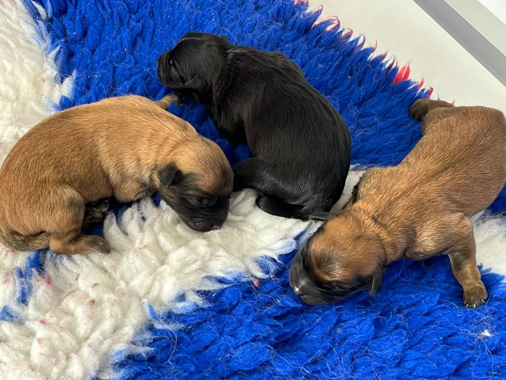 De la fontaine des schlitteurs - Berger des Pyrenees à poil long - Portée née le 17/09/2025