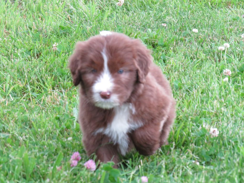 De la fontaine des schlitteurs - Chiots disponibles - Bearded Collie