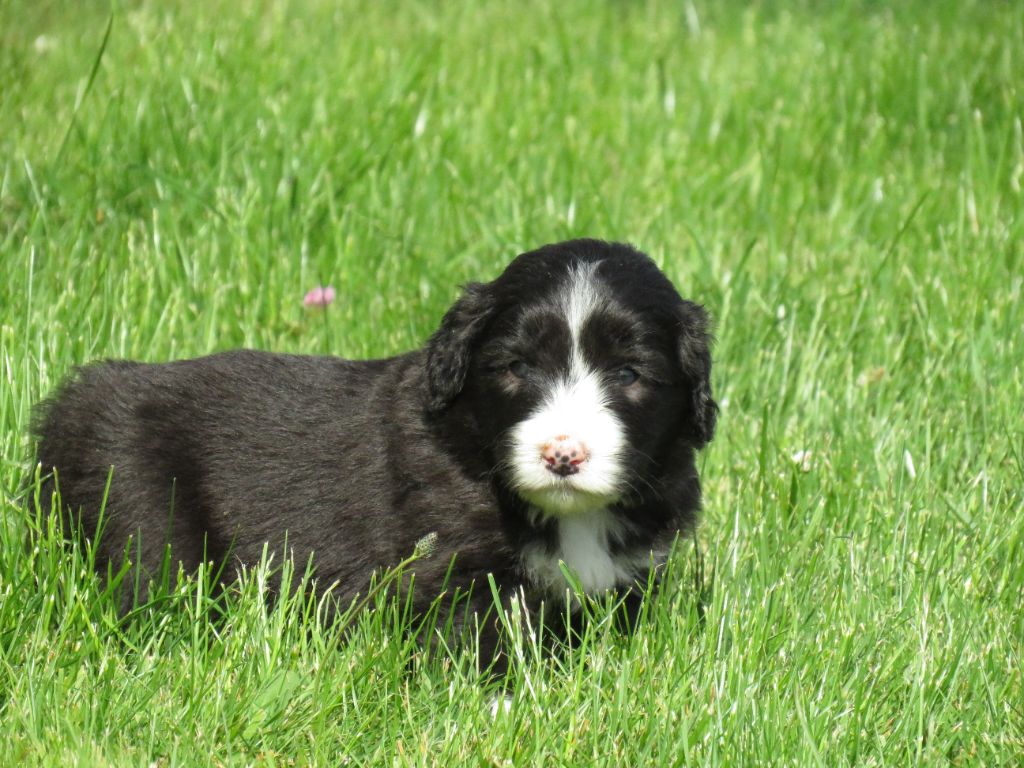 De la fontaine des schlitteurs - Chiots disponibles - Bearded Collie