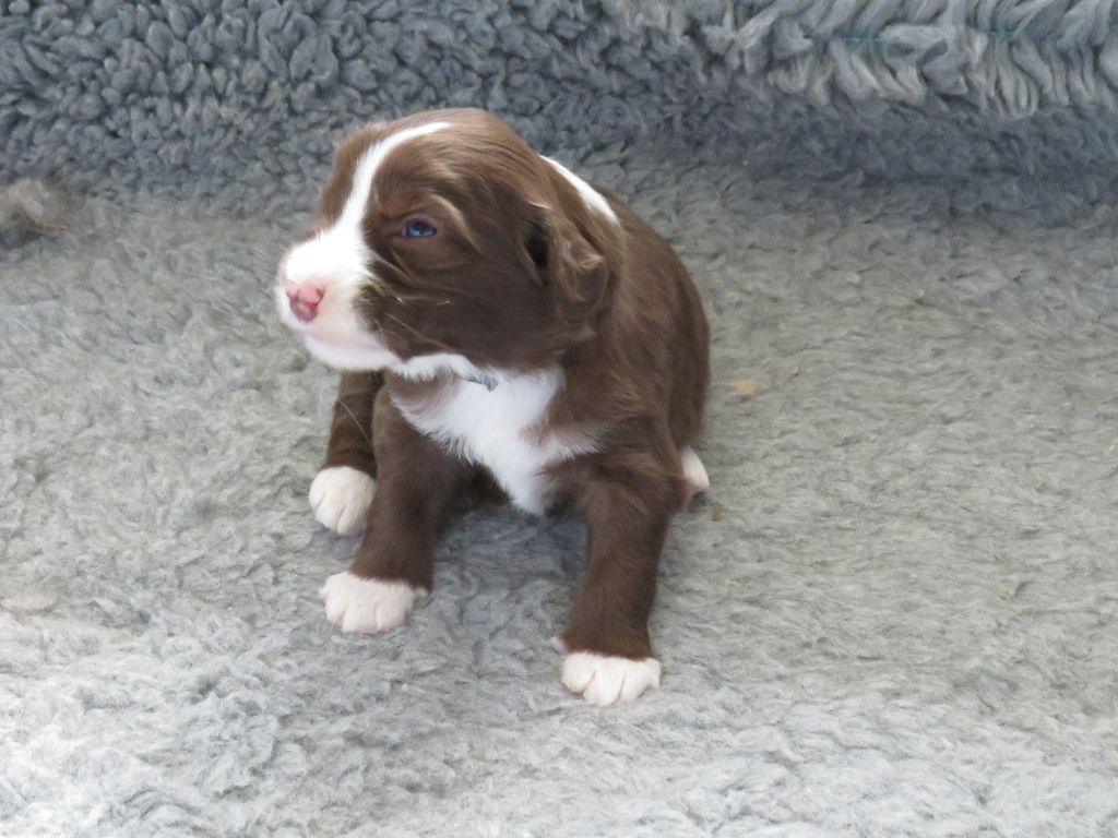 De la fontaine des schlitteurs - Chiots disponibles - Bearded Collie