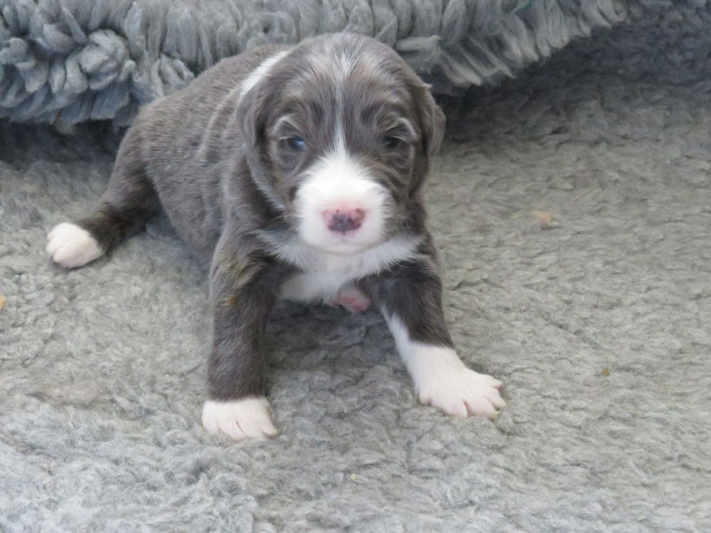 De la fontaine des schlitteurs - Chiots disponibles - Bearded Collie