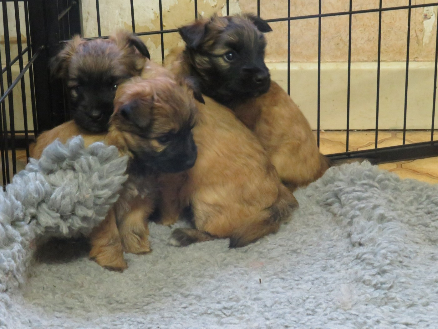 De la fontaine des schlitteurs - Berger des Pyrenees à poil long - Portée née le 06/02/2026
