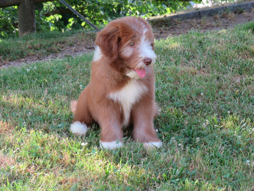De la fontaine des schlitteurs - Chiots disponibles - Bearded Collie