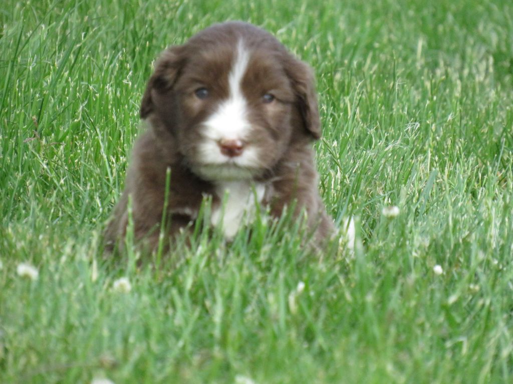 De la fontaine des schlitteurs - Chiots disponibles - Bearded Collie