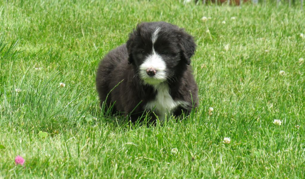 De la fontaine des schlitteurs - Chiots disponibles - Bearded Collie