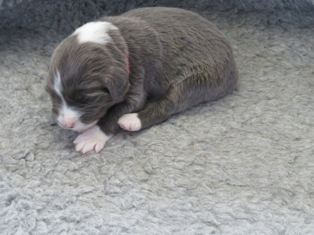 De la fontaine des schlitteurs - Chiots disponibles - Bearded Collie