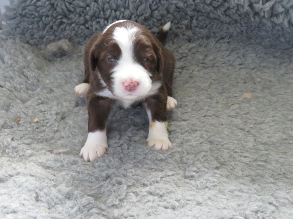 De la fontaine des schlitteurs - Chiots disponibles - Bearded Collie