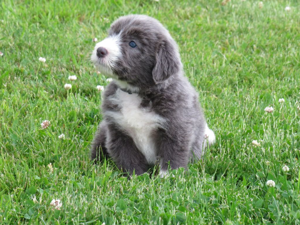 De la fontaine des schlitteurs - Chiots disponibles - Bearded Collie