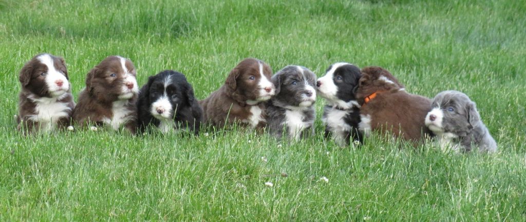 Chiot Bearded Collie De la fontaine des schlitteurs