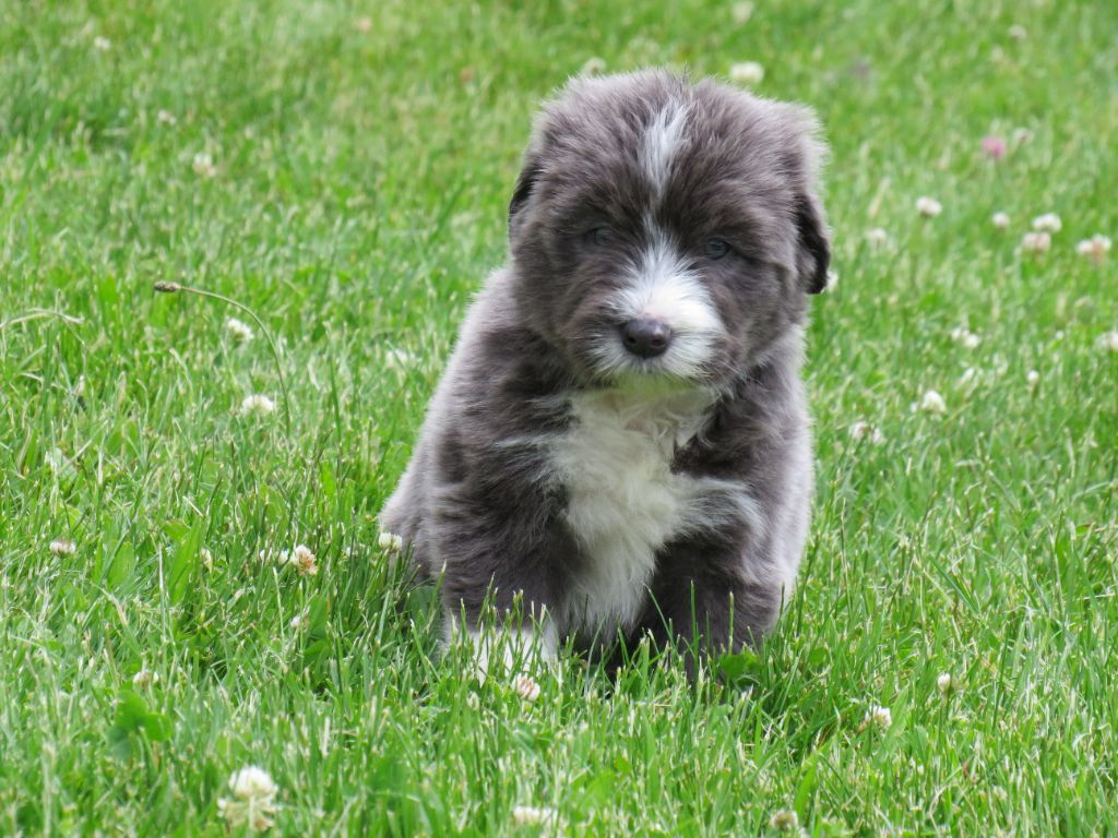 De la fontaine des schlitteurs - Chiots disponibles - Bearded Collie