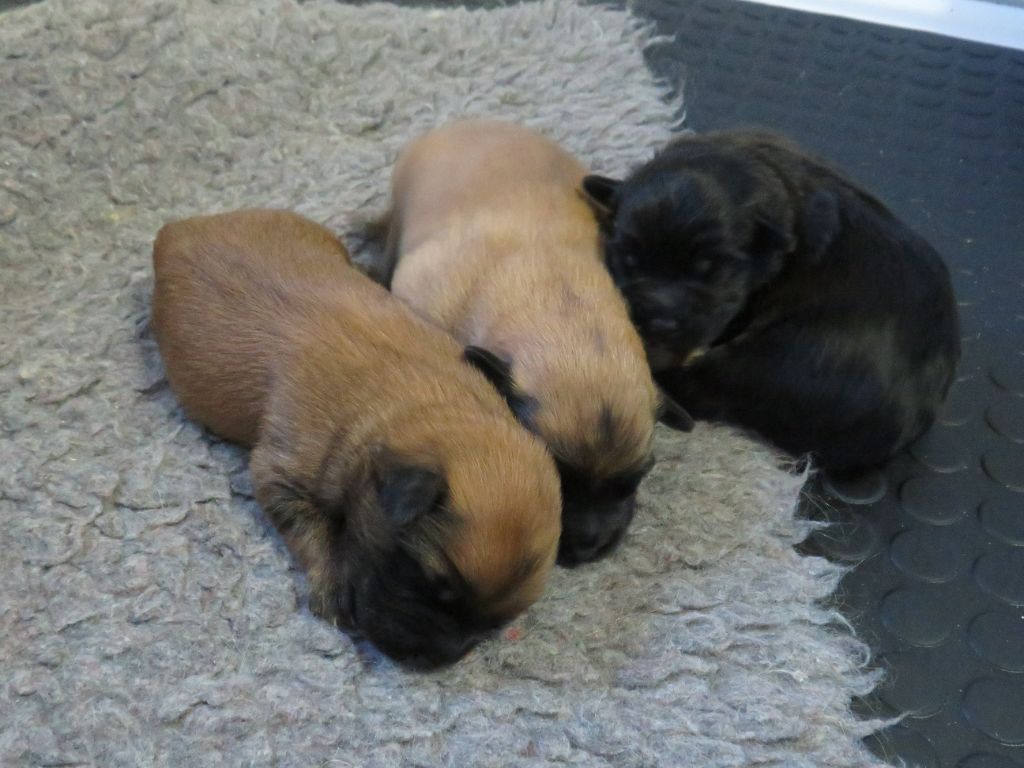 De la fontaine des schlitteurs - Chiots disponibles - Berger des Pyrenees à poil long