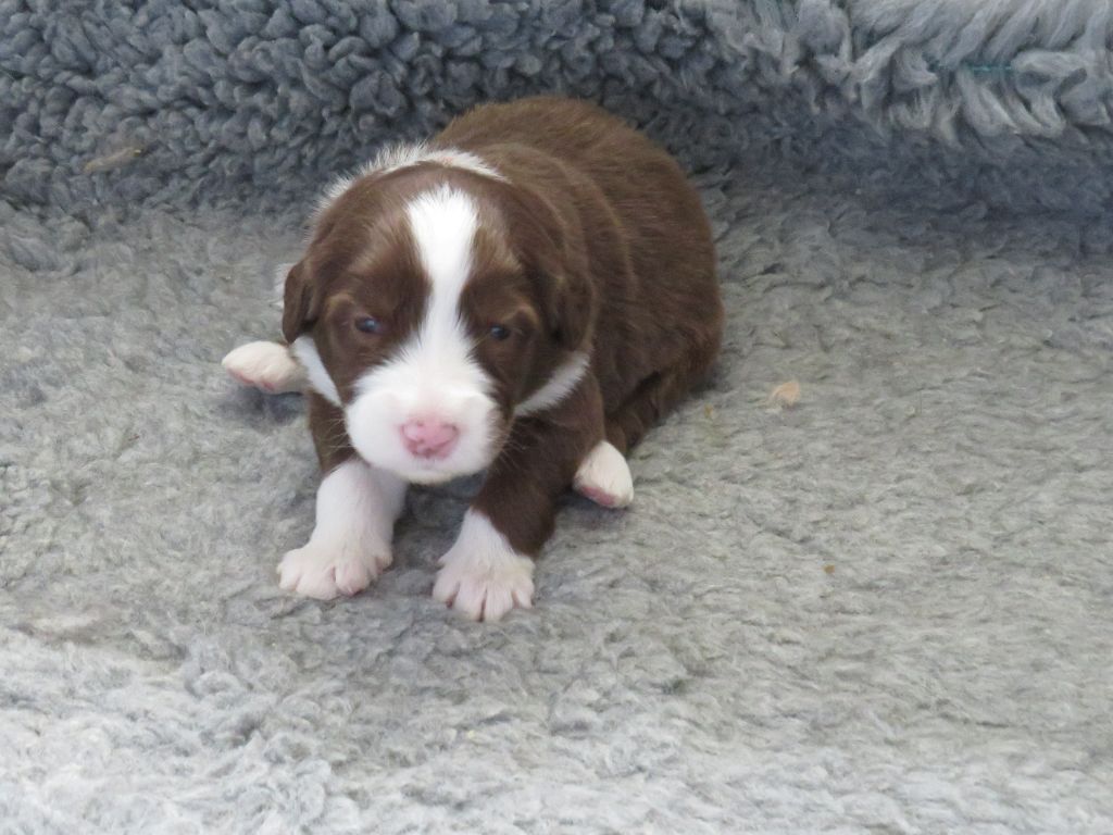 De la fontaine des schlitteurs - Chiots disponibles - Bearded Collie