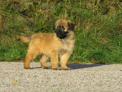 CHIOT 1 mâle fauve clair