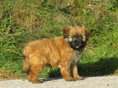 CHIOT 2 mâle fauve foncé