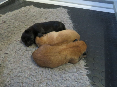 CHIOT 1 mâle fauve clair