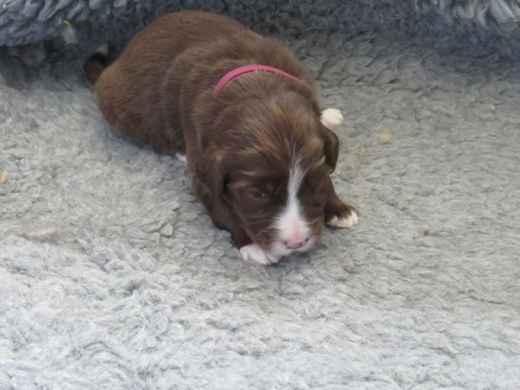De la fontaine des schlitteurs - Chiots disponibles - Bearded Collie