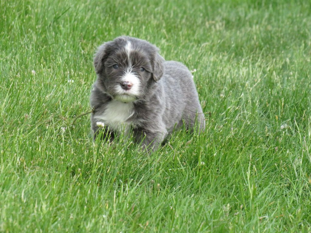 De la fontaine des schlitteurs - Chiots disponibles - Bearded Collie